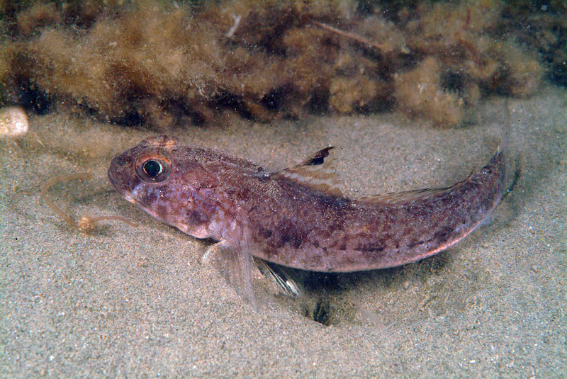 Gobius niger